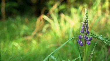 Ormanda gün batımında yakın çekim çim