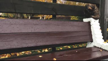 Kedi yavrusu çitin arkasında bankın etrafında koşuyor.
