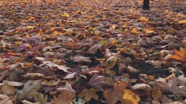 Oranje esdoorn bladeren in het park bij zonsondergang — Stockvideo