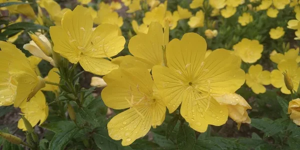 bright yellow flowers for summer mood