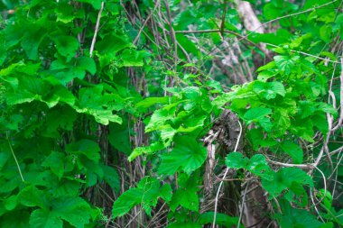 Zıpla, nehir vadilerinde, vadilerde, derelerde, nemli ve nemli ormanlarda, çalılıklarda, söğütlerde ve alacakaranlıklarda yetişir..