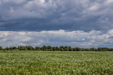 Kırsal bir bölgenin yüksek çözünürlüklü fotoğrafı.