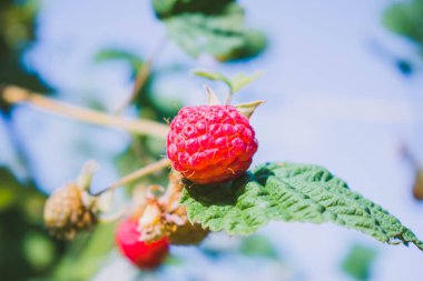Ahududu meyvesi, olgun, yeşil yapraklı bir dalda kırmızı, yaz günü bahçede ya da ormanda. Sulu ahududuların arka planı.