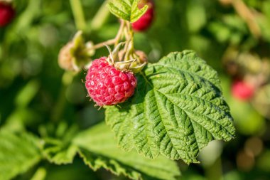 Ahududu meyvesi, olgun, yeşil yapraklı bir dalda kırmızı, yaz günü bahçede ya da ormanda. Sulu ahududuların arka planı.