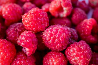 Ahududu meyvesi, olgun, yeşil yapraklı bir dalda kırmızı, yaz günü bahçede ya da ormanda. Sulu ahududuların arka planı.