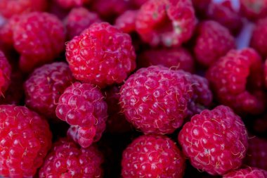 Ahududu meyvesi, olgun, yeşil yapraklı bir dalda kırmızı, yaz günü bahçede ya da ormanda. Sulu ahududuların arka planı.