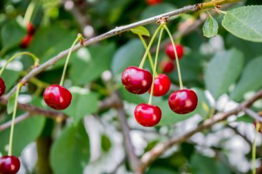 Ağaçta kırmızı kiraz. Olgun kirazlar sap ve yapraklarla hasat sonrası sepette.
