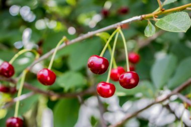 Ağaçta kırmızı kiraz. Olgun kirazlar sap ve yapraklarla hasat sonrası sepette.