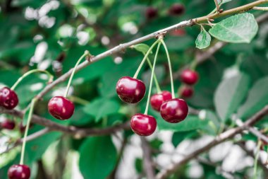 Ağaçta kırmızı kiraz. Olgun kirazlar sap ve yapraklarla hasat sonrası sepette.