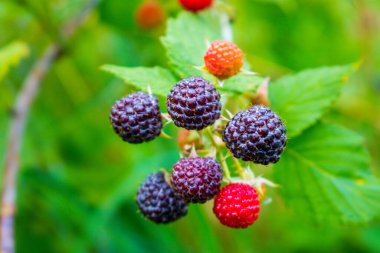 Böğürtlen meyveleri, sağlıklı vejetaryen yemekleri. Yaz tarlasında yetişen yabani böğürtlenler toplanmaya hazır..