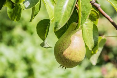 Güzel doğal armutlar bir armut ağacı, dallar ve yapraklar üzerinde ağırdır. Sağlıklı organik armutlar. Doğanın sulu armutlu armutları. Bir dalda armut.