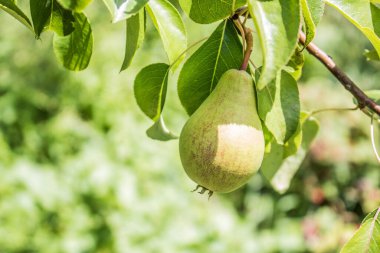 Güzel doğal armutlar bir armut ağacı, dallar ve yapraklar üzerinde ağırdır. Sağlıklı organik armutlar. Doğanın sulu armutlu armutları. Bir dalda armut.