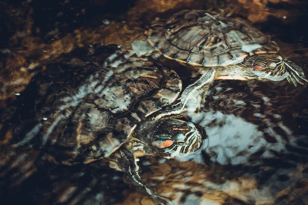 Hermoso retrato de tortuga de orejas rojas en piedra en un pequeño primer plano del lago . —  Fotos de Stock