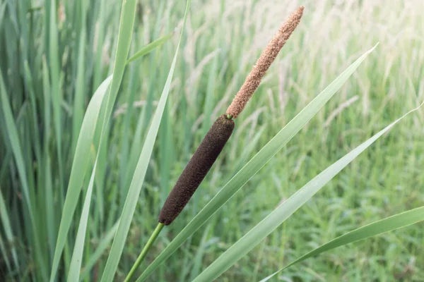 Typhas Plant Nature Close Shot Beautiful Green Grass Reed Grows — Stock Photo, Image