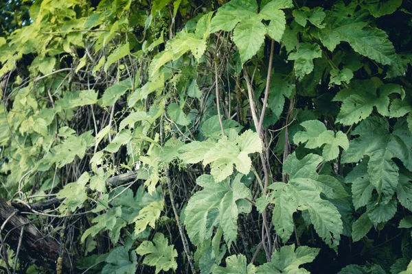 Hop Xer Rika Jordar Floddalar Raviner Floddalar Och Bayrachny Fuktig — Stockfoto