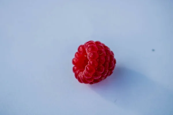 Raspberry Berries Ripe Red Branch Green Leaves Summer Day Garden — Stock Photo, Image