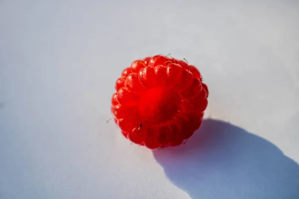 Bayas Frambuesa Maduras Rojas Una Rama Con Hojas Verdes Día — Foto de Stock