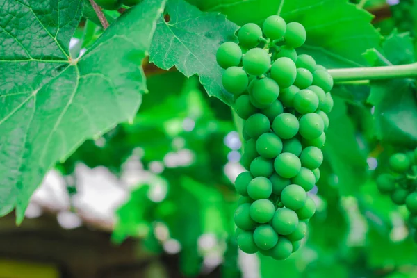 Uvas Verdes Amadurecem Nos Ramos Videira — Fotografia de Stock