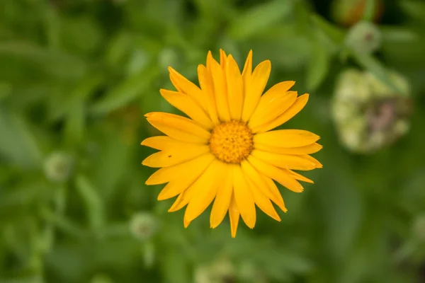 Flores Caléndula Sol Verano — Foto de Stock