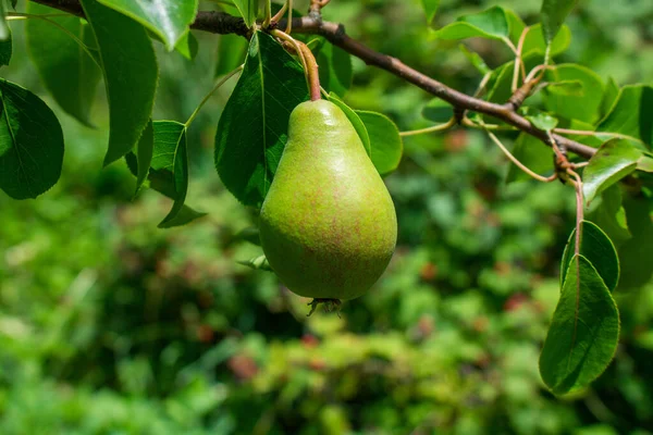 Güzel doğal armutlar bir armut ağacı, dallar ve yapraklar üzerinde ağırdır. Sağlıklı organik armutlar. Doğanın sulu armutlu armutları. Bir dalda armut.