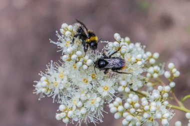 Açık güneşli bir günde arılarla birlikte beyaz çiçekler. Seçici odaklanma. Duvar kağıtlarının grafik tasarımı için dokusal arkaplanlar