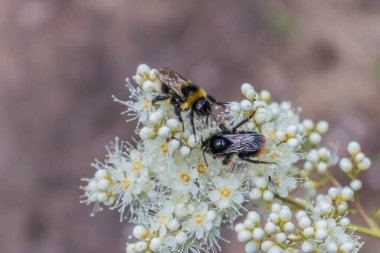 Açık güneşli bir günde arılarla birlikte beyaz çiçekler. Seçici odaklanma. Duvar kağıtlarının grafik tasarımı için dokusal arkaplanlar