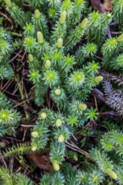 Yeşil yaprak dokusu. Yaprak dokusu arka planı. Doğal arka plan ve duvar kağıdı için kullan. Şeklin üst görünümü ve tazeliğin deseni güncel yeşil yapraklar beyaz çizgi detaylarını görebilir.