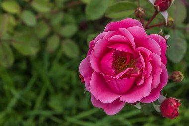 Bahçede pembe gül. Güzel bahçedeki güller ve diğer çiçekler.