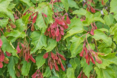 Yeşil yaprak dokusu. Yaprak dokusu arka planı. Doğal arka plan ve duvar kağıdı için kullan. Şeklin üst görünümü ve tazeliğin deseni güncel yeşil yapraklar beyaz çizgi detaylarını görebilir.