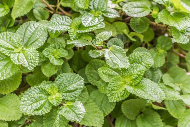 Yeşil yaprak dokusu. Yaprak dokusu arka planı. Doğal arka plan ve duvar kağıdı için kullan. Şeklin üst görünümü ve tazeliğin deseni güncel yeşil yapraklar beyaz çizgi detaylarını görebilir.