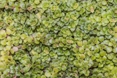 Yeşil yaprak dokusu. Yaprak dokusu arka planı. Doğal arka plan ve duvar kağıdı için kullan. Şeklin üst görünümü ve tazeliğin deseni güncel yeşil yapraklar beyaz çizgi detaylarını görebilir.