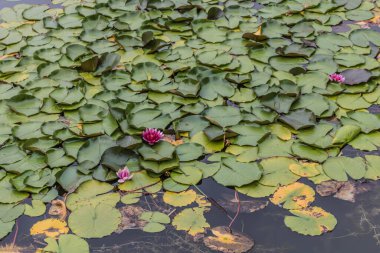 Yeşil yaprak dokusu. Yaprak dokusu arka planı. Doğal arka plan ve duvar kağıdı için kullan. Şeklin üst görünümü ve tazeliğin deseni güncel yeşil yapraklar beyaz çizgi detaylarını görebilir.