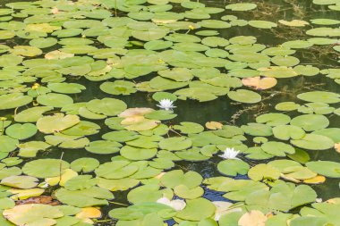Yeşil yaprak dokusu. Yaprak dokusu arka planı. Doğal arka plan ve duvar kağıdı için kullan. Şeklin üst görünümü ve tazeliğin deseni güncel yeşil yapraklar beyaz çizgi detaylarını görebilir.