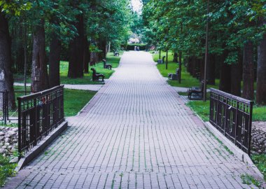 Farklı ağaçları olan güzel bir yaz ormanı.