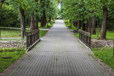 Farklı ağaçları olan güzel bir yaz ormanı.
