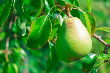 Güzel doğal armutlar bir armut ağacı, dallar ve yapraklar üzerinde ağırdır. Sağlıklı organik armutlar. Doğanın sulu armutlu armutları. Bir dalda armut.