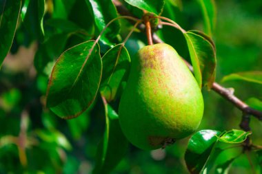 Güzel doğal armutlar bir armut ağacı, dallar ve yapraklar üzerinde ağırdır. Sağlıklı organik armutlar. Doğanın sulu armutlu armutları. Bir dalda armut.