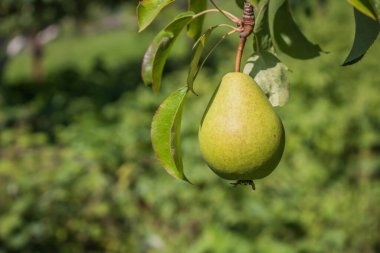Güzel doğal armutlar bir armut ağacı, dallar ve yapraklar üzerinde ağırdır. Sağlıklı organik armutlar. Doğanın sulu armutlu armutları. Bir dalda armut.