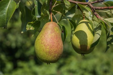 Güzel doğal armutlar bir armut ağacı, dallar ve yapraklar üzerinde ağırdır. Sağlıklı organik armutlar. Doğanın sulu armutlu armutları. Bir dalda armut.