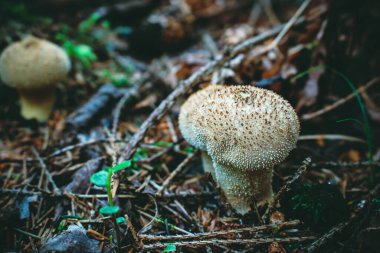 Genç Lycoperdon perlatum mantarına yakın çekim.