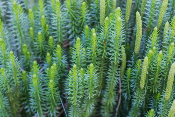 Grön Bladstruktur Blad Textur Bakgrund Använd För Den Naturliga Bakgrunden — Stockfoto