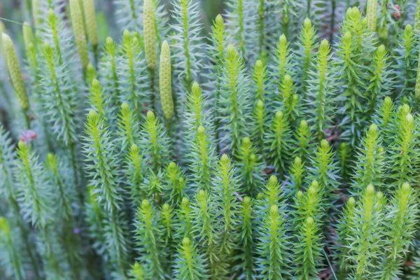 Grön Bladstruktur Blad Textur Bakgrund Använd För Den Naturliga Bakgrunden — Stockfoto