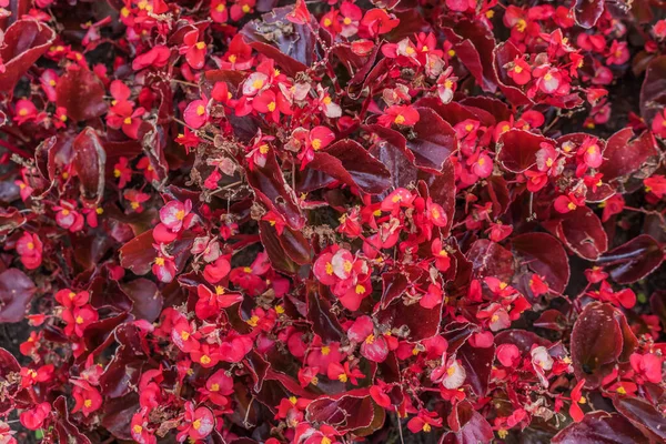 Bright red leaves,red background, natural beauty. Flowers are not afraid of the autumn cold. Background of young flowers closeup.