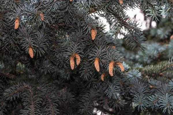 Zlaté Borovicové Šišky Zdobené Zeleném Vánočním Stromečku — Stock fotografie