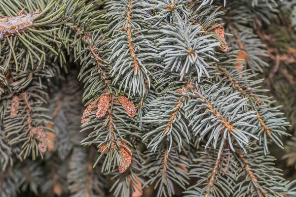 Coni Pino Dorato Decorati Albero Natale Verde — Foto Stock