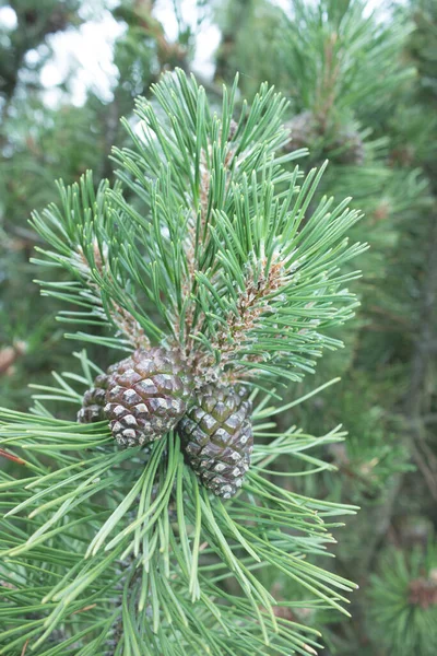 Cônes Pin Doré Décorés Sur Arbre Noël Vert — Photo