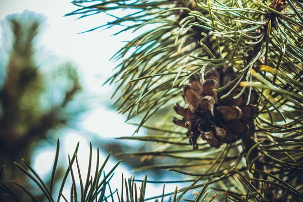 Arany Fenyőtoboz Díszített Zöld Karácsonyfa — Stock Fotó