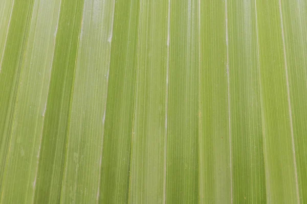 Zielony Liść Tekstury Konsystencja Liści Tle Użyj Naturalnego Tła Tapety — Zdjęcie stockowe