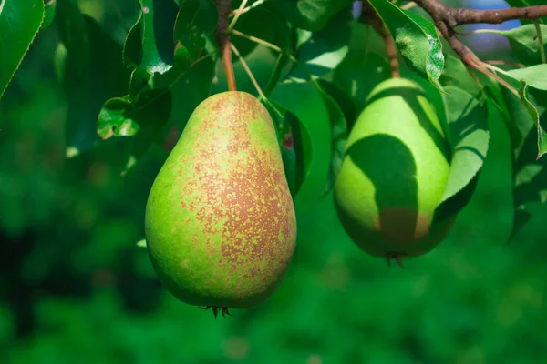 Beautiful Natural Pears Weigh Pear Tree Twigs Leaves Healthy Organic Royalty Free Stock Photos