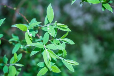 Yağmur, çiy ve doğal olarak çimenlerin üzerine bir damla su damlatıyor. Makro çiğ taneleri..